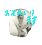 cat meets world（個別スタンプ：11）