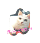 cat meets world（個別スタンプ：12）