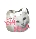 cat meets world（個別スタンプ：15）