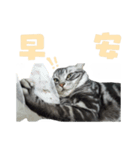 Cowshit is a cat（個別スタンプ：2）