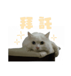 Cowshit is a cat（個別スタンプ：9）