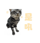 Cowshit is a cat（個別スタンプ：13）