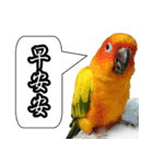 Cute parrots like to chat！ (Chinese)（個別スタンプ：1）