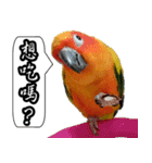 Cute parrots like to chat！ (Chinese)（個別スタンプ：2）