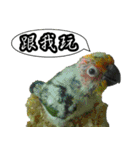 Cute parrots like to chat！ (Chinese)（個別スタンプ：3）