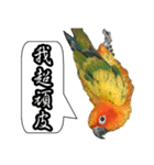 Cute parrots like to chat！ (Chinese)（個別スタンプ：4）