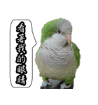 Cute parrots like to chat！ (Chinese)（個別スタンプ：5）