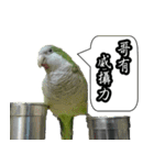 Cute parrots like to chat！ (Chinese)（個別スタンプ：6）