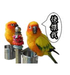 Cute parrots like to chat！ (Chinese)（個別スタンプ：7）