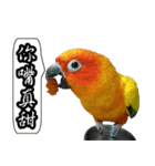 Cute parrots like to chat！ (Chinese)（個別スタンプ：8）