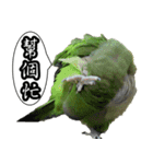 Cute parrots like to chat！ (Chinese)（個別スタンプ：9）