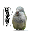 Cute parrots like to chat！ (Chinese)（個別スタンプ：10）