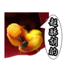 Cute parrots like to chat！ (Chinese)（個別スタンプ：11）