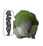 Cute parrots like to chat！ (Chinese)（個別スタンプ：13）