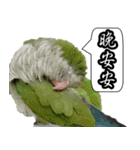 Cute parrots like to chat！ (Chinese)（個別スタンプ：14）