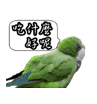 Cute parrots like to chat！ (Chinese)（個別スタンプ：15）