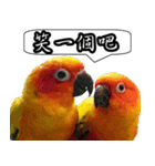 Cute parrots like to chat！ (Chinese)（個別スタンプ：16）