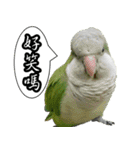 Cute parrots like to chat！ (Chinese)（個別スタンプ：17）