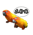 Cute parrots like to chat！ (Chinese)（個別スタンプ：18）