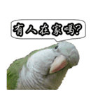 Cute parrots like to chat！ (Chinese)（個別スタンプ：19）