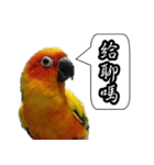 Cute parrots like to chat！ (Chinese)（個別スタンプ：20）