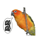 Cute parrots like to chat！ (Chinese)（個別スタンプ：21）