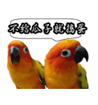 Cute parrots like to chat！ (Chinese)（個別スタンプ：22）