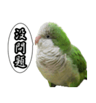 Cute parrots like to chat！ (Chinese)（個別スタンプ：23）