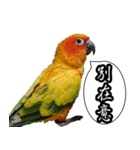 Cute parrots like to chat！ (Chinese)（個別スタンプ：24）