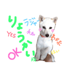 白柴のあられ（個別スタンプ：6）