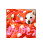 白柴のあられ（個別スタンプ：7）