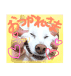 白柴のあられ（個別スタンプ：8）