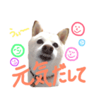 白柴のあられ（個別スタンプ：9）
