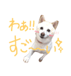 白柴のあられ（個別スタンプ：11）