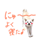 白柴のあられ（個別スタンプ：14）