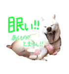 白柴のあられ（個別スタンプ：15）