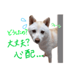 白柴のあられ（個別スタンプ：19）