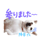 白柴のあられ（個別スタンプ：22）