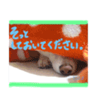 白柴のあられ（個別スタンプ：23）