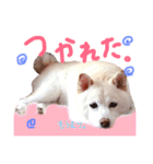 白柴のあられ（個別スタンプ：25）