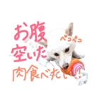 白柴のあられ（個別スタンプ：26）