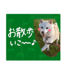 白柴のあられ（個別スタンプ：28）