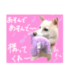 白柴のあられ（個別スタンプ：29）