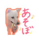 白柴のあられ（個別スタンプ：30）