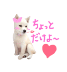 白柴のあられ（個別スタンプ：31）