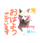 白柴のあられ（個別スタンプ：32）