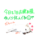 白柴のあられ（個別スタンプ：34）