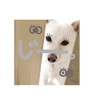 白柴のあられ（個別スタンプ：37）