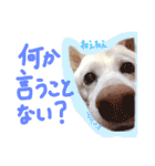 白柴のあられ（個別スタンプ：39）