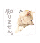 白柴のあられ（個別スタンプ：40）